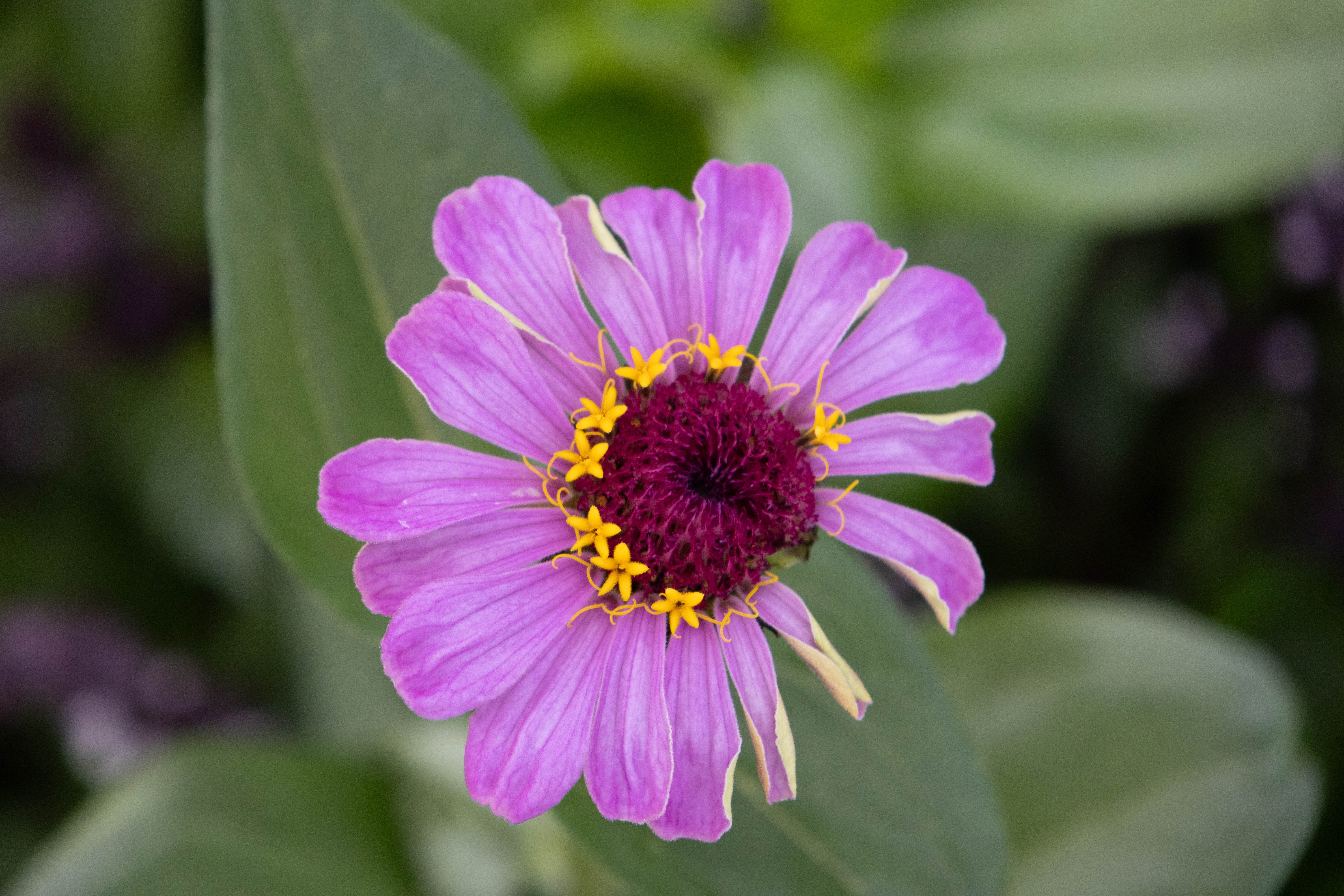Deep_maroon_center_surrounded_by_tiny_yellow_blooms